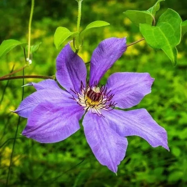 Premium Purple Clematis Flower seeds for Planting Fragrant Blossoms, Heirloom & GMO Free Seeds for Home Garden seeds