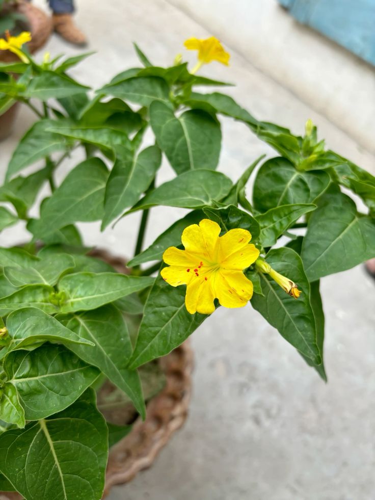 Premium Yellow Marquezii Flower seeds for Planting Hardy Variety, Heirloom & GMO Free Seeds for Home Garden seeds