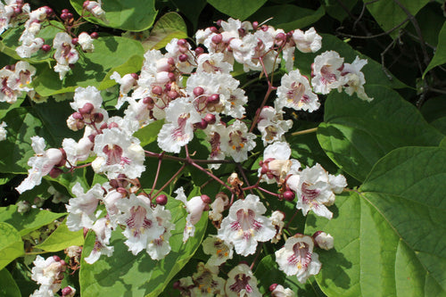 Premium Catalpa Flower seeds for Planting Drought Tolerant, Heirloom & GMO Free Seeds for Home Garden seeds