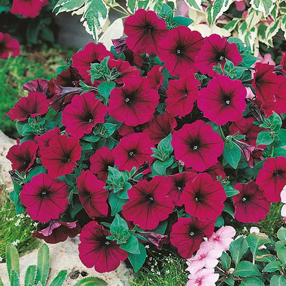 Burgundy Petunia Flower seeds for Planting - Shade Tolerant, Heirloom & GMO Free Seeds for Home Garden