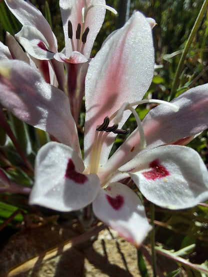 Babiana Tubulosa Flower Seeds for Planting