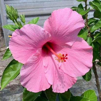 Heirloom Hibiscus Bonsai Flower seeds for Planting Bright Blooms Heirloom & GMO Free Seeds for Home Garden