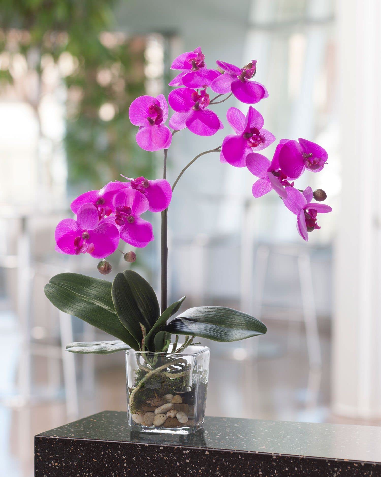 High quality Slipper Orchid Flower seeds for Planting Sun Loving, Heirloom & GMO Free Seeds for Home Garden seeds pack