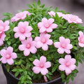 Baby Pink Yulan Flower seeds for Planting Shade Tolerant, Heirloom & GMO Free Seeds for Home Garden seeds for planting