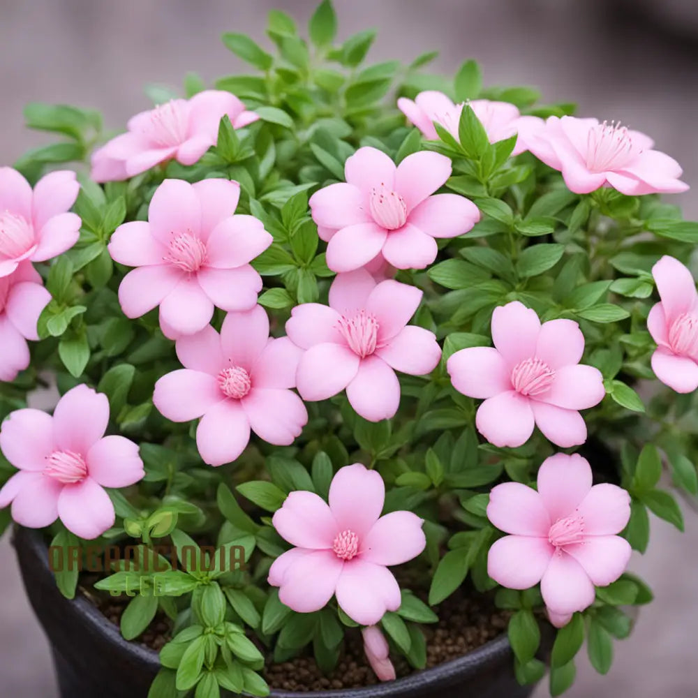 Baby Pink Yulan Flower seeds for Planting Shade Tolerant, Heirloom & GMO Free Seeds for Home Garden seeds for planting