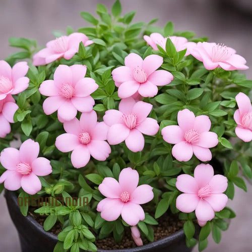 Baby Pink Yulan Flower seeds for Planting Shade Tolerant, Heirloom & GMO Free Seeds for Home Garden seeds for planting