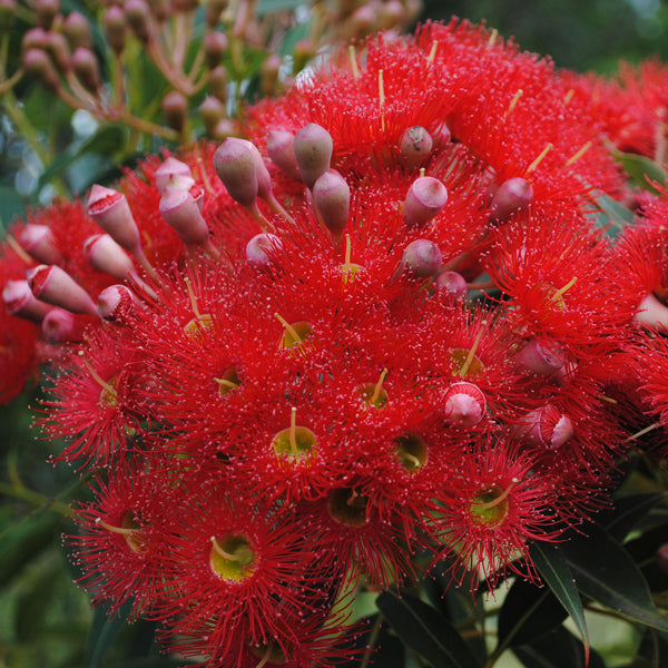 Premium Ficifolia Flower seeds for Planting Premium Quality, Heirloom & GMO Free Seeds for Home Garden seeds