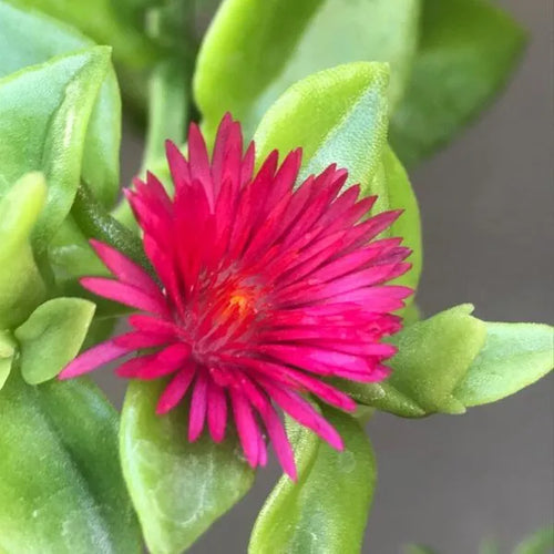 Premium Aptenia Cordifolia Flower seeds for Planting Wildflower Mix, Heirloom & GMO Free Seeds for Home Garden seeds