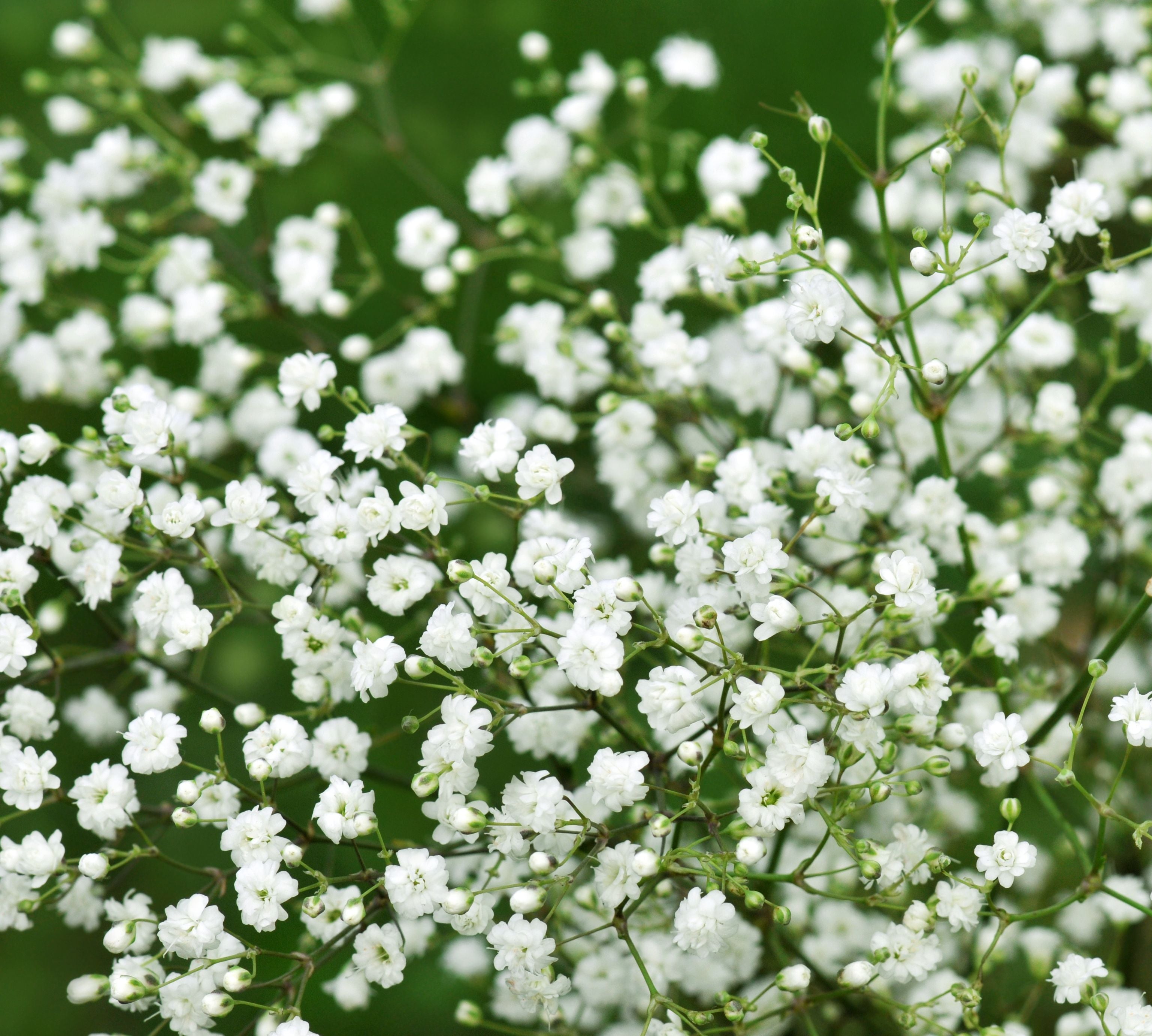 Premium Baby's Breath Flower seeds for Planting Bright Blooms, Heirloom & GMO Free Seeds for Home Garden seeds