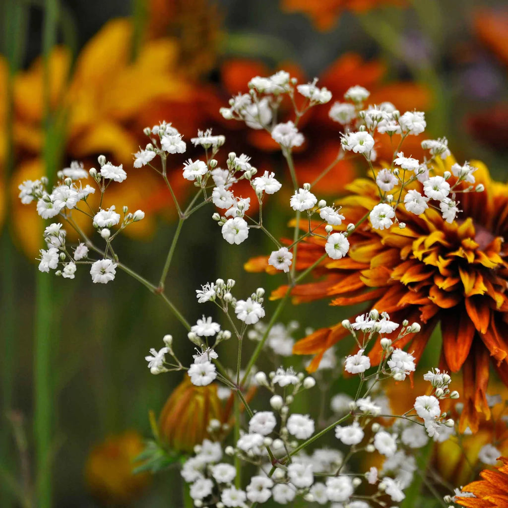 Baby's Breath Flower seeds for Planting Bright Blooms, Heirloom & GMO Free Seeds for Home Garden vegetable and garden seeds