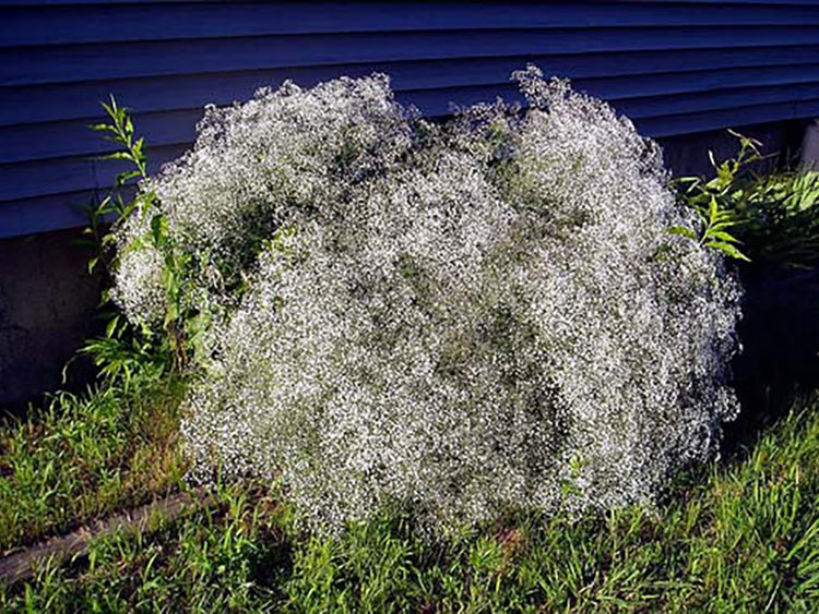 White Gyposophila Elegans Flower seeds for Planting Fragrant Blossoms, Heirloom & GMO Free Seeds for Home Garden vegetable and garden seeds