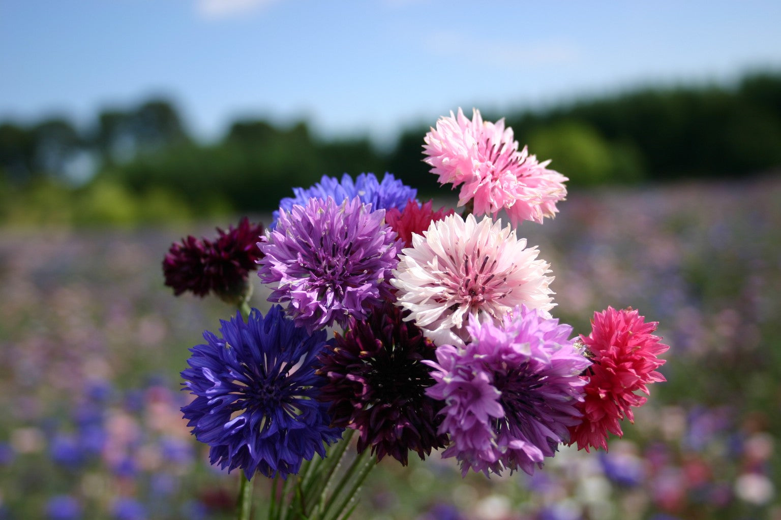 High quality Mixed Bachelor Flower seeds for Planting Cottage Garden Essential, Heirloom & GMO Free Seeds for Home Garden seeds pack