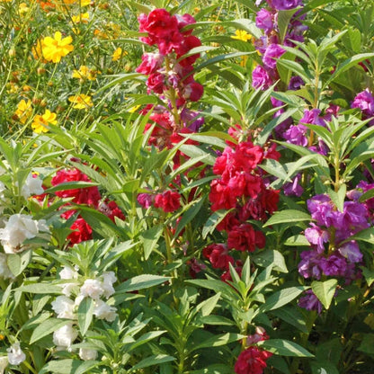 Balsam Flowers Decorating Backyard Garden