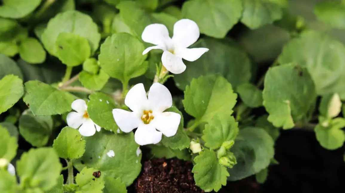 Premium Bacopa Colgantes Flower seeds for Planting Vibrant Colors, Heirloom & GMO Free Seeds for Home Garden seeds