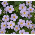 Gulliver Flower seeds for Planting Drought Tolerant, Heirloom & GMO Free Seeds for Home Garden seeds for planting