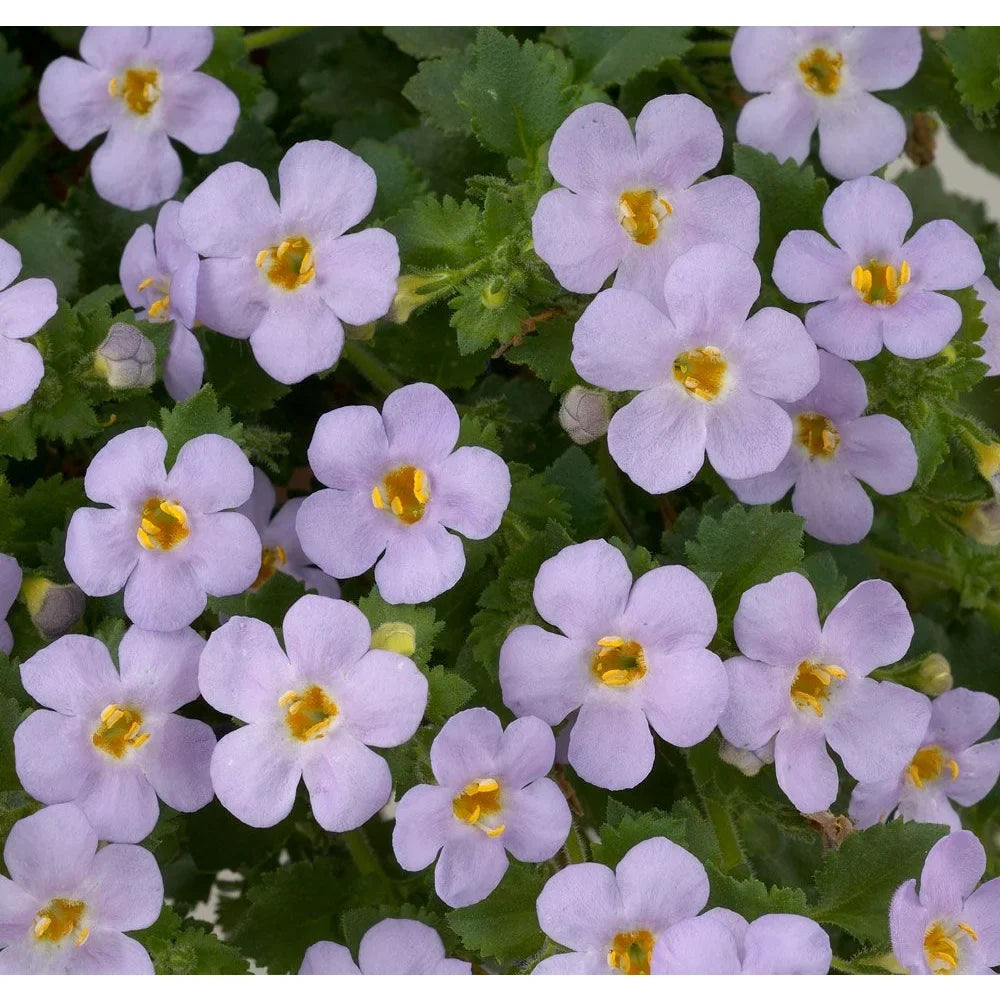 Gulliver Flower seeds for Planting Drought Tolerant, Heirloom & GMO Free Seeds for Home Garden seeds for planting