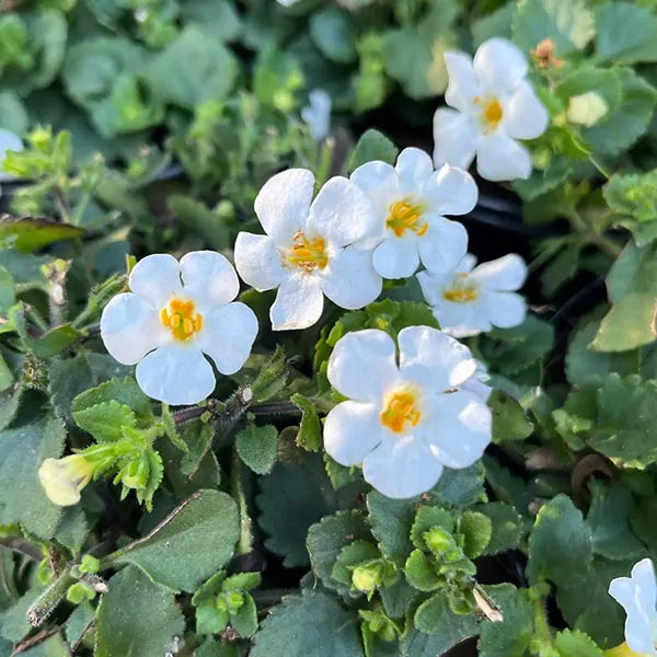 Premium Bacopa Flower seeds for Planting Fragrant Blossoms, Heirloom & GMO Free Seeds for Home Garden seeds