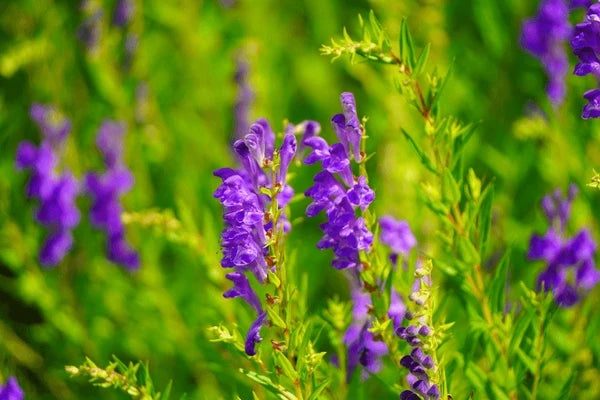 Blue Scutellaria Baicalensis Flower seeds for Planting Low Maintenance, Heirloom & GMO Free Seeds for Home Garden vegetable and garden seeds