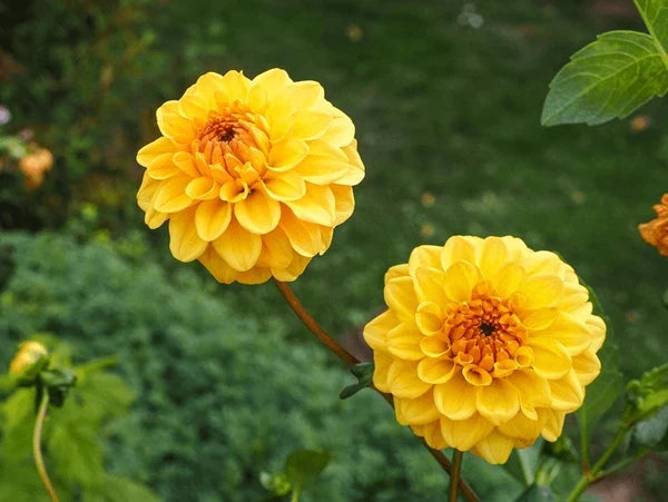 Premium Yellow Pompon Dahlia Flower Seeds for Planting Heirloom, Non GMO, Garden Favorite Seeds seeds
