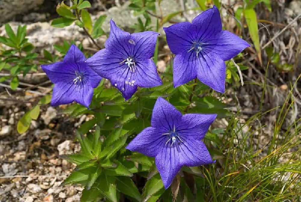 Balloon Flower seeds for Planting Easy to Grow Heirloom & GMO Free Seeds for Home Garden