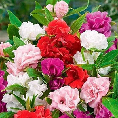 Balsam Flower Seeds for Planting Red and White Mix