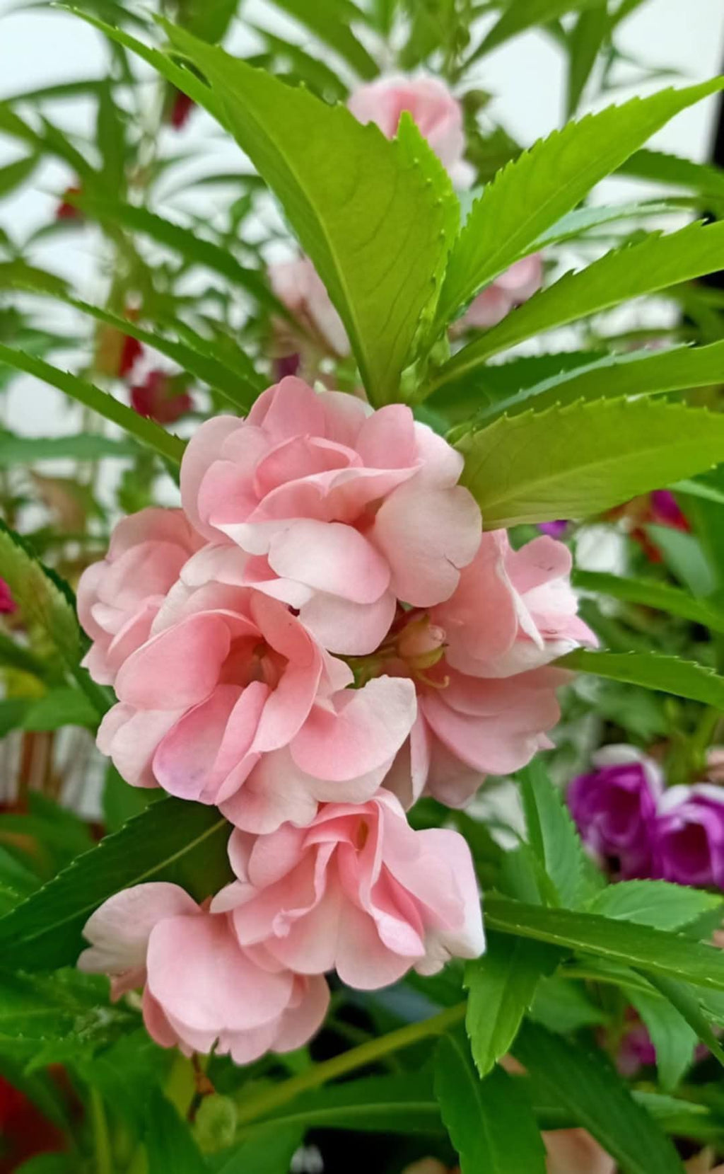 Premium Pale Pink Balsam Camellia Flower seeds for Planting Cottage Garden Essential, Heirloom & GMO Free Seeds for Home Garden seeds