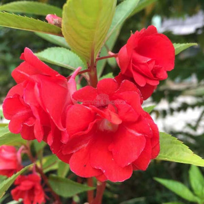 Impatiens Balsamina Flower seeds for Planting Premium Quality Heirloom & GMO Free Seeds for Home Garden