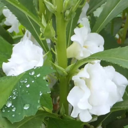 White Balsam Plant Variety for Elegant Gardens