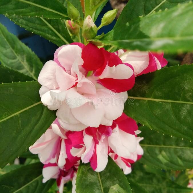Mixed Balsamine Flower seeds for Planting Cottage Garden Essential, Heirloom & GMO Free Seeds for Home Garden vegetable and garden seeds