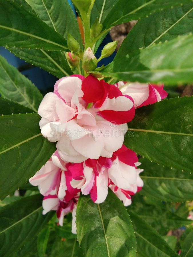 Impatiens Balsamine Flower seeds for Planting Cut Flower Favorite Heirloom & GMO Free Seeds for Home Garden