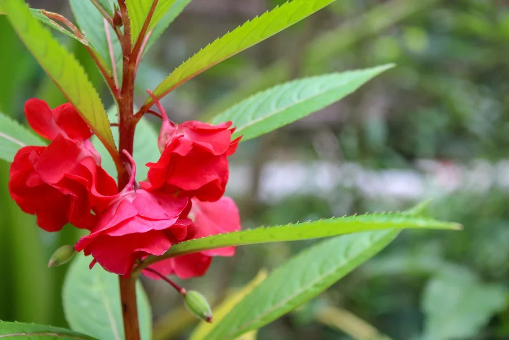 Impatiens Balsamina Flower seeds for Planting Premium Quality Heirloom & GMO Free Seeds for Home Garden