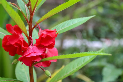 Impatiens Balsamina Flower seeds for Planting Premium Quality Heirloom & GMO Free Seeds for Home Garden
