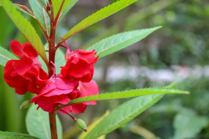 Balsam Camellia Flower seeds for Planting Wildflower Mix Heirloom & GMO Free Seeds for Home Garden