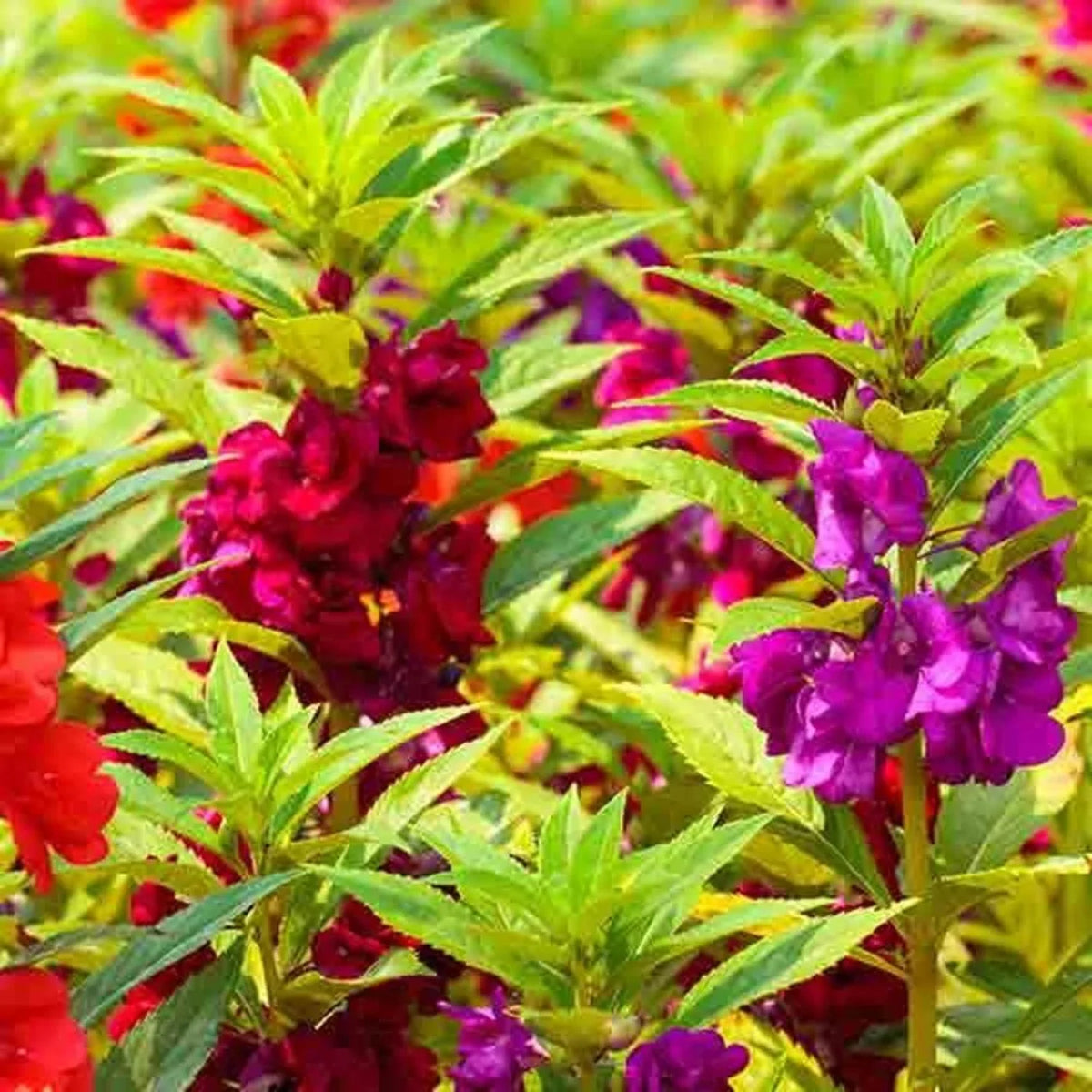 Balsam Flower seeds for Planting - Drought Tolerant, Heirloom & GMO Free Seeds for Home Garden