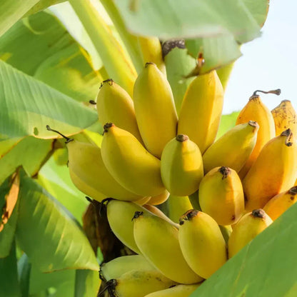 Banana Fruit Seeds for Planting with easy tropical banana growing guide