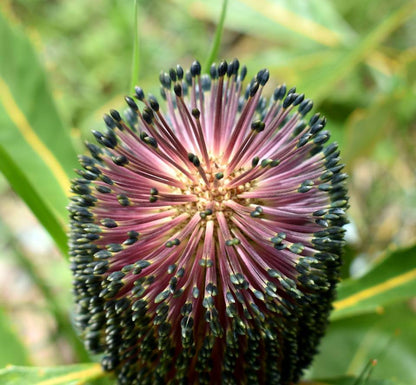 Violet Banksia Flower seeds for Planting, Pollinator Friendly Heirloom & GMO Free Seeds for Home Garden