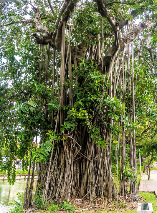 Banyan Fig Tree (Ficus benghalensis) seeds for planting