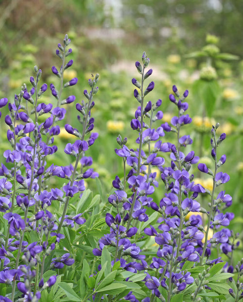 Premium Blue False Indigo Flower seeds for Planting Easy to Grow, Heirloom & GMO Free Seeds for Home Garden seeds