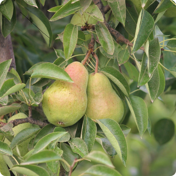 Bartlett pear tree seeds Pyrus communis hardy edible fruit tree