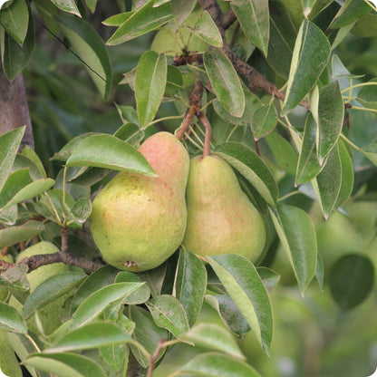 Bartlett pear tree seeds Pyrus communis hardy edible fruit tree