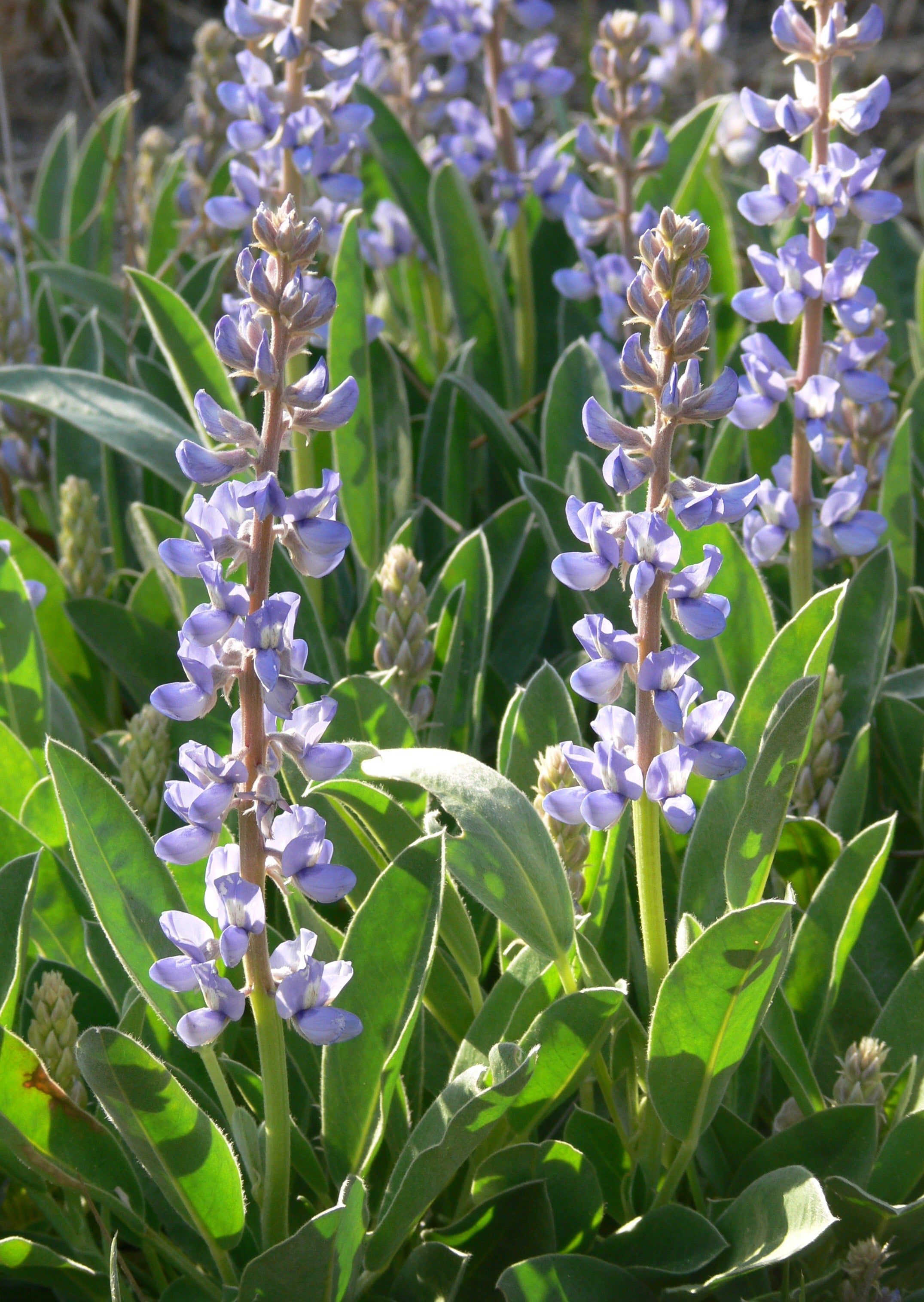 Premium Sky Blue Lupine Flower seeds for Planting Seasonal Bloomer, Heirloom & GMO Free Seeds for Home Garden seeds