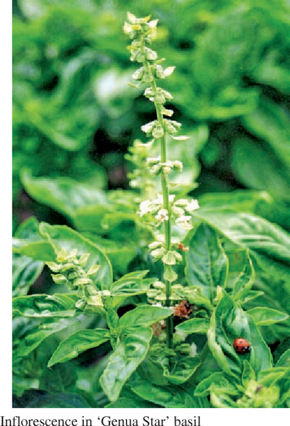 White Flowers on Sweet Basil Ocimum basilicum Plant