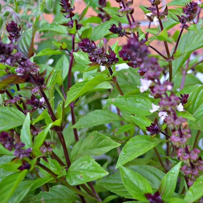 Basilico Mostruoso Basil seeds giant green leaf variety