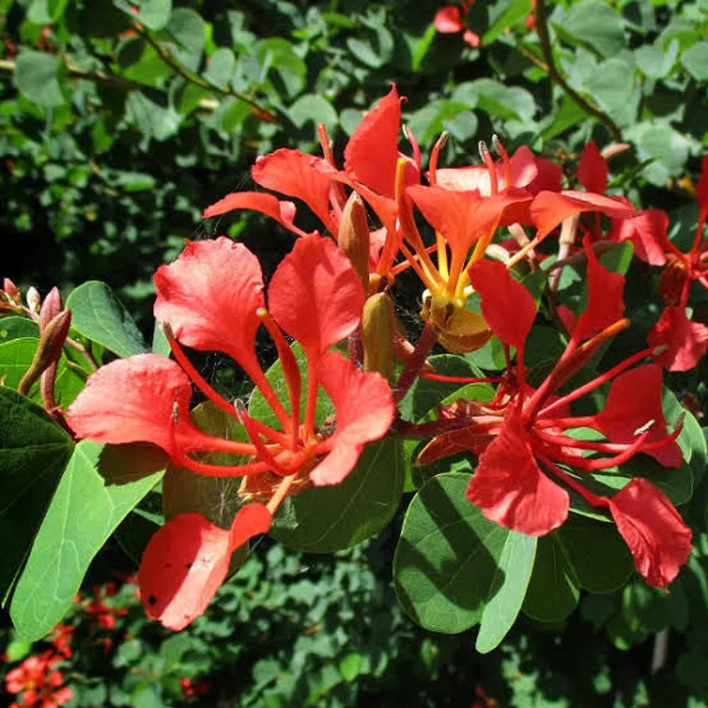 Bauhinia Tree Seeds for Planting – Red Perennial Blooms