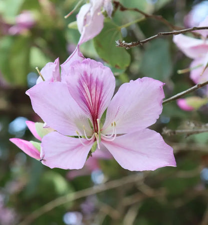 Variegata Flower seeds for Planting Hardy Variety Heirloom & GMO Free Seeds for Home Garden