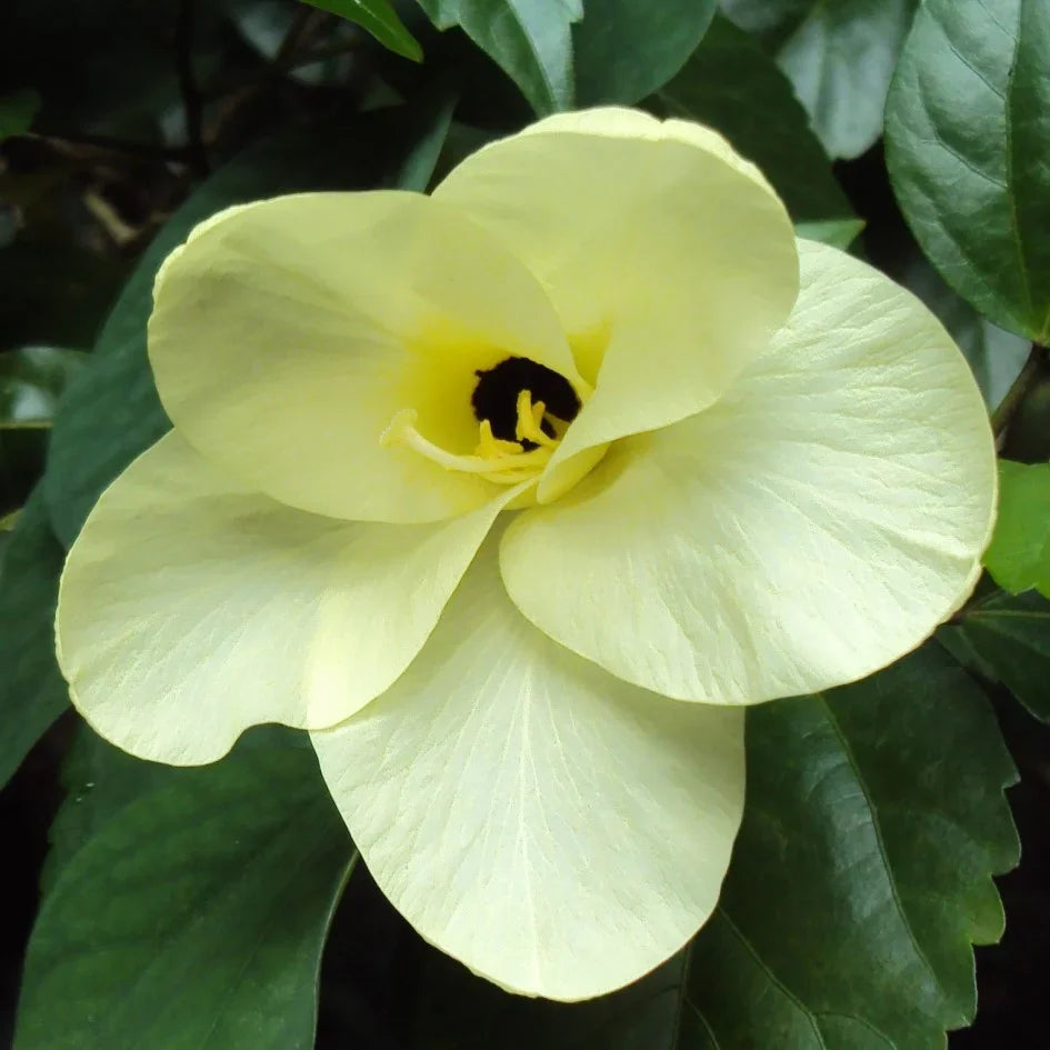 Yellow Bauhinia Flower Seeds for Planting - Vibrant Blooms for Your Garden