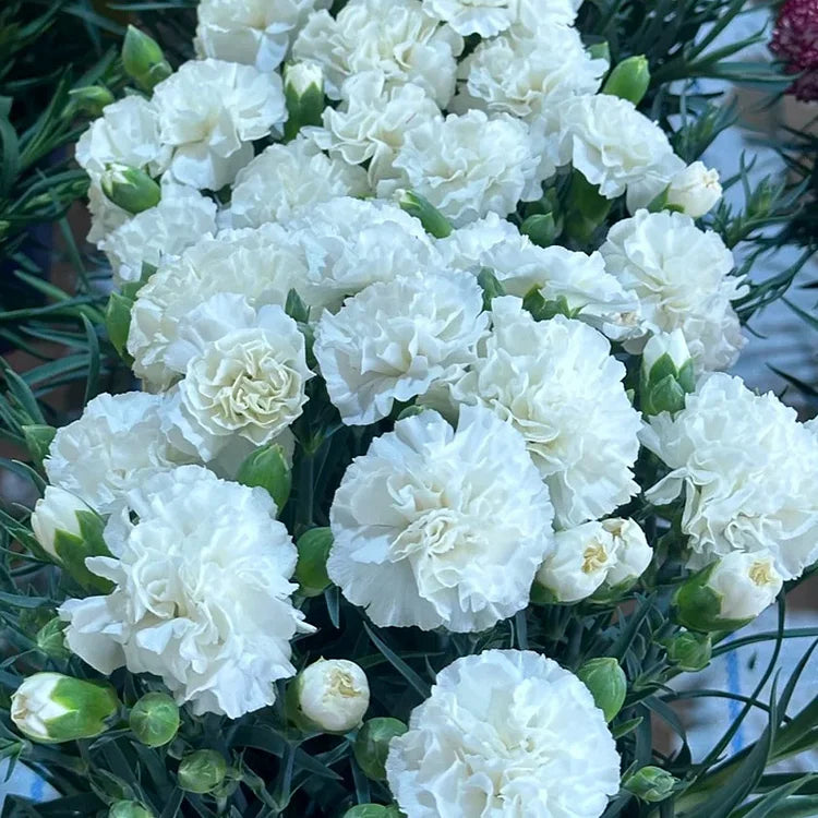 White Carnations Flower seeds for Planting Perfect for Borders Heirloom & GMO Free Seeds for Home Garden