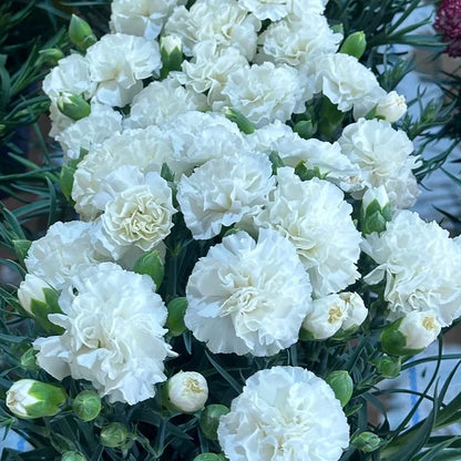 White Carnations Flower seeds for Planting Perfect for Borders Heirloom & GMO Free Seeds for Home Garden