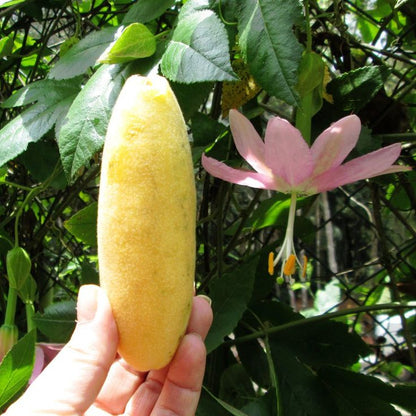 Yellow Passiflora Mollissima Fruit Seeds Planting - Evergrowseeds