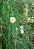 Green Desert Fern Flower seeds for Planting Compact Growth, Heirloom & GMO Free Seeds for Home Garden seeds for planting